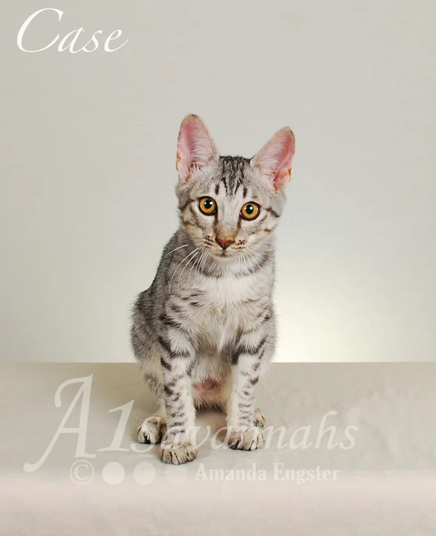 Copy of A1Savannahs Case SBT Male Savannah Kitten