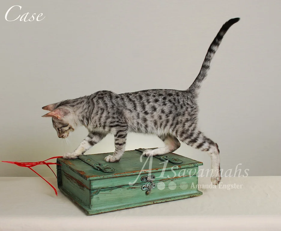 Copy of A1Savannahs Case SBT Male Savannah Kitten