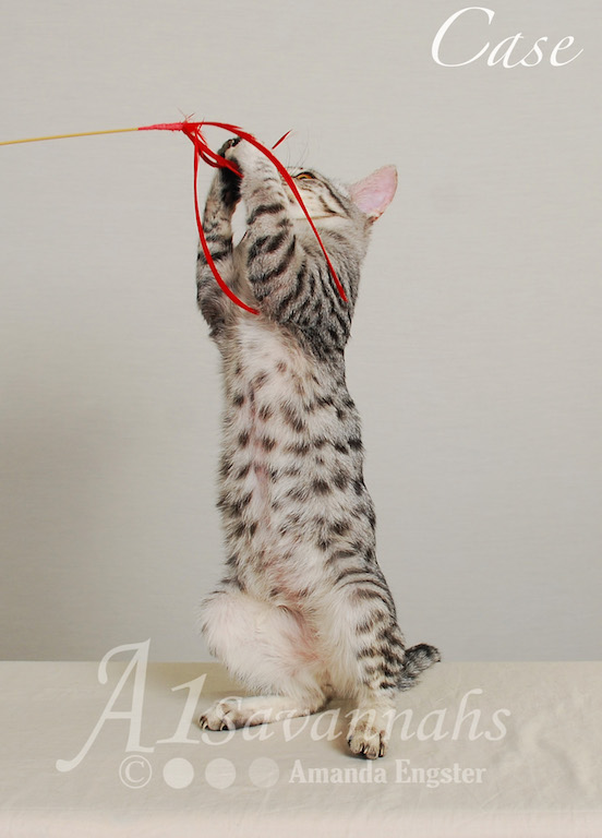 Copy of A1Savannahs Case SBT Male Savannah Kitten