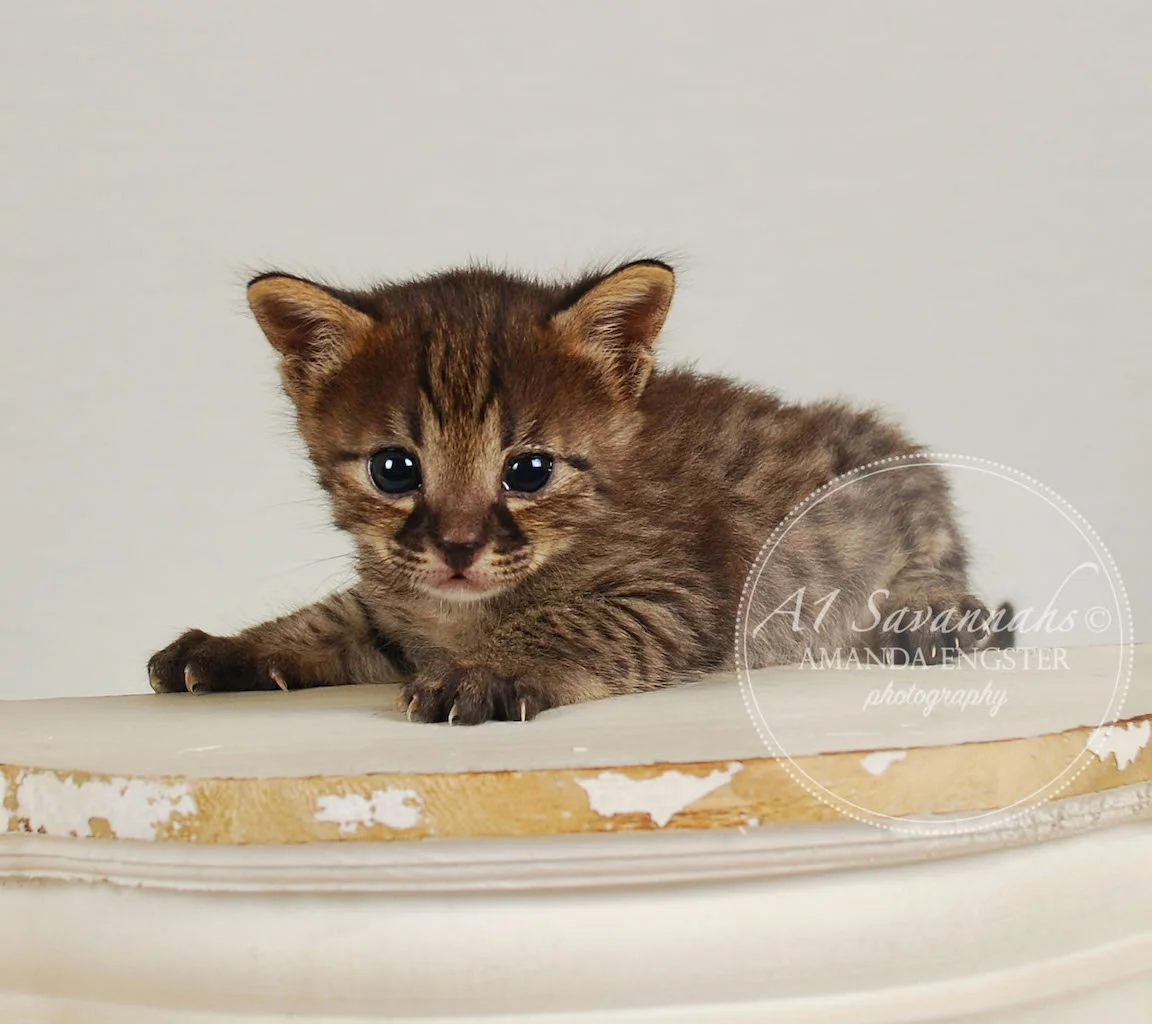 A1Savannahs Felicity F4 Female Savannah Kitten