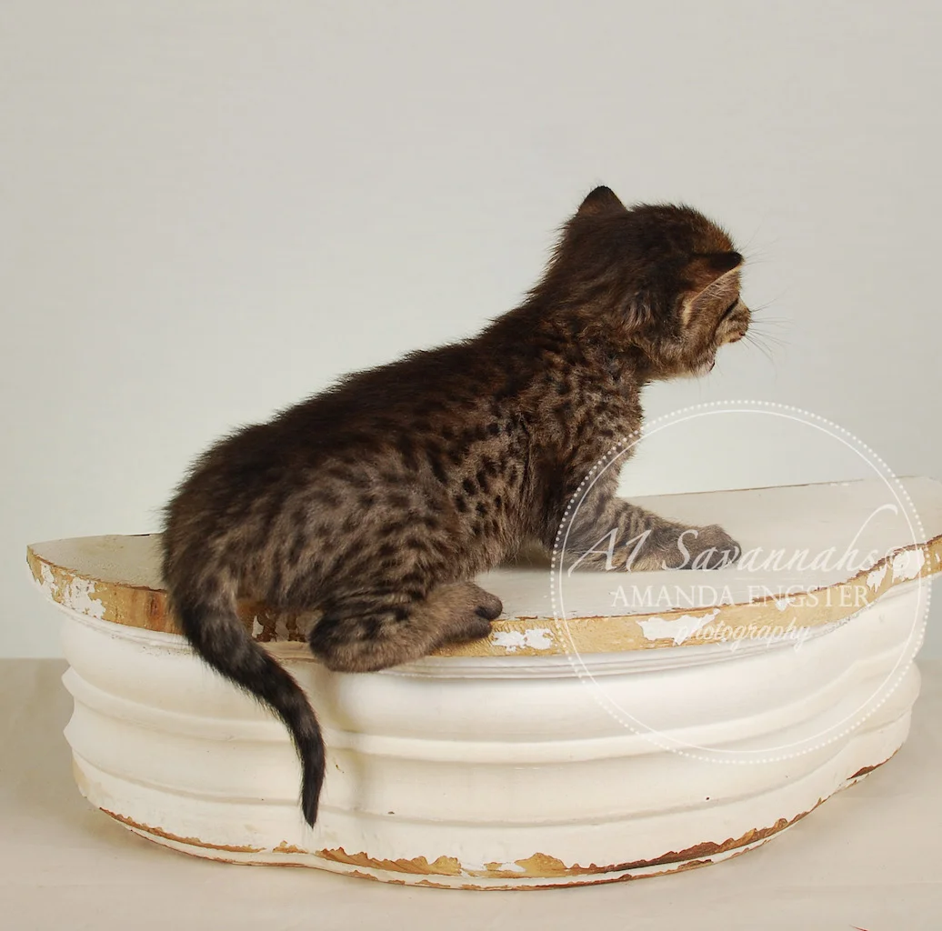 A1Savannahs Felicity F4 Female Savannah Kitten