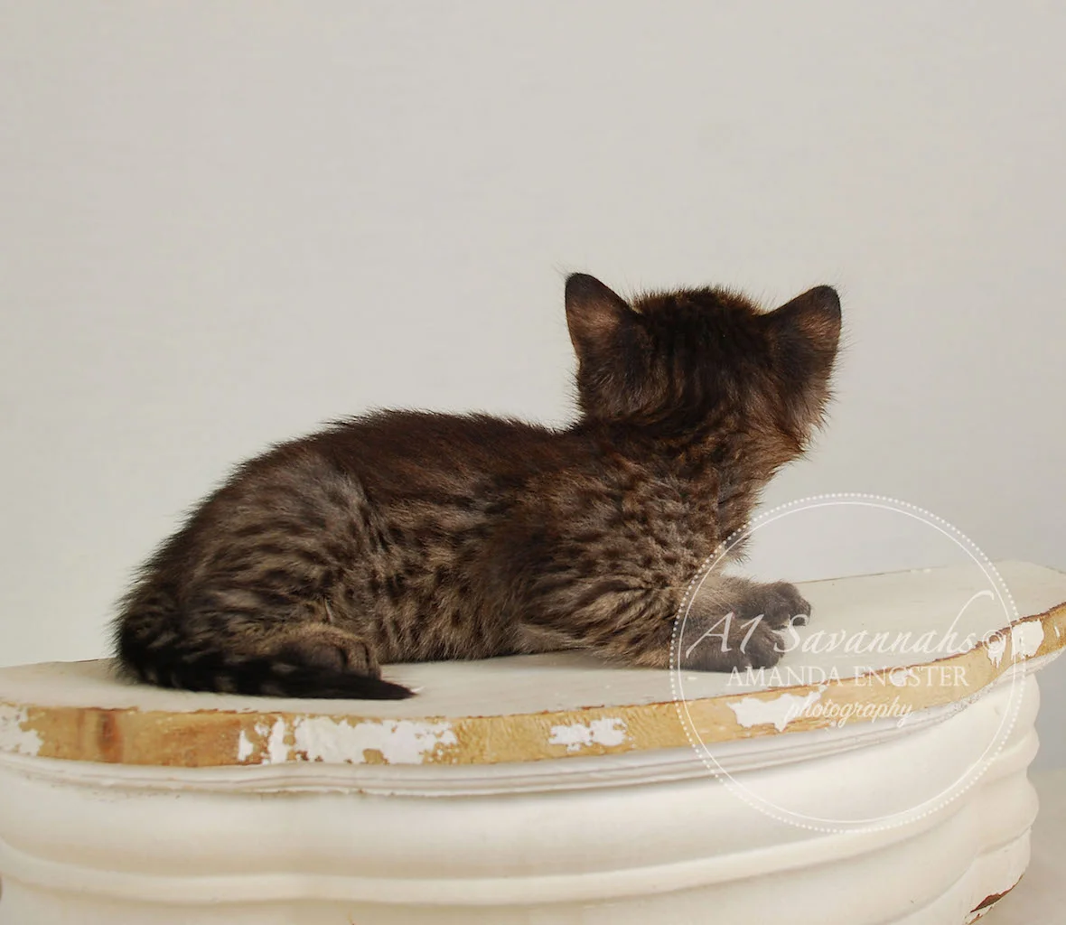 A1Savannahs Felicity F4 Female Savannah Kitten