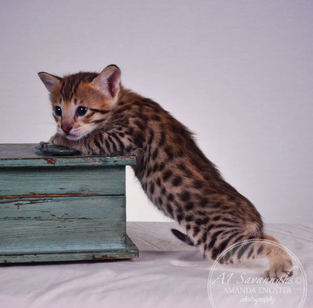 A1Savannahs Tristen F4 Male Savannah Kitten