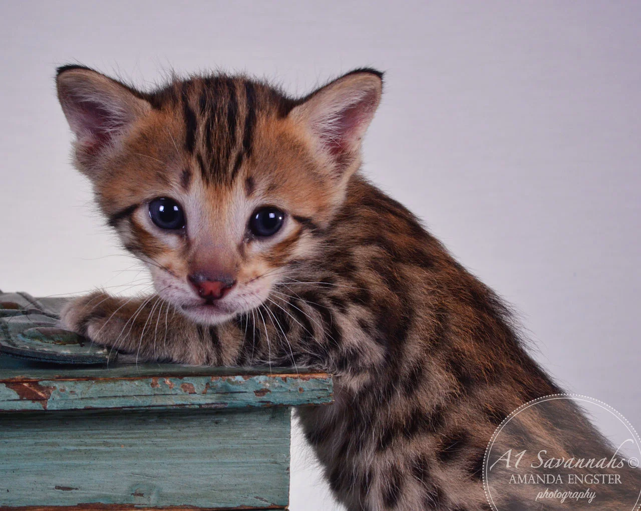 A1Savannahs Tristen F4 Male Savannah Kitten