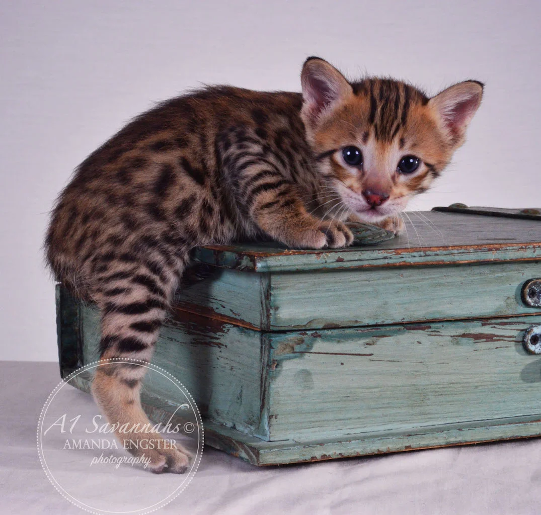 A1Savannahs Tristen F4 Male Savannah Kitten