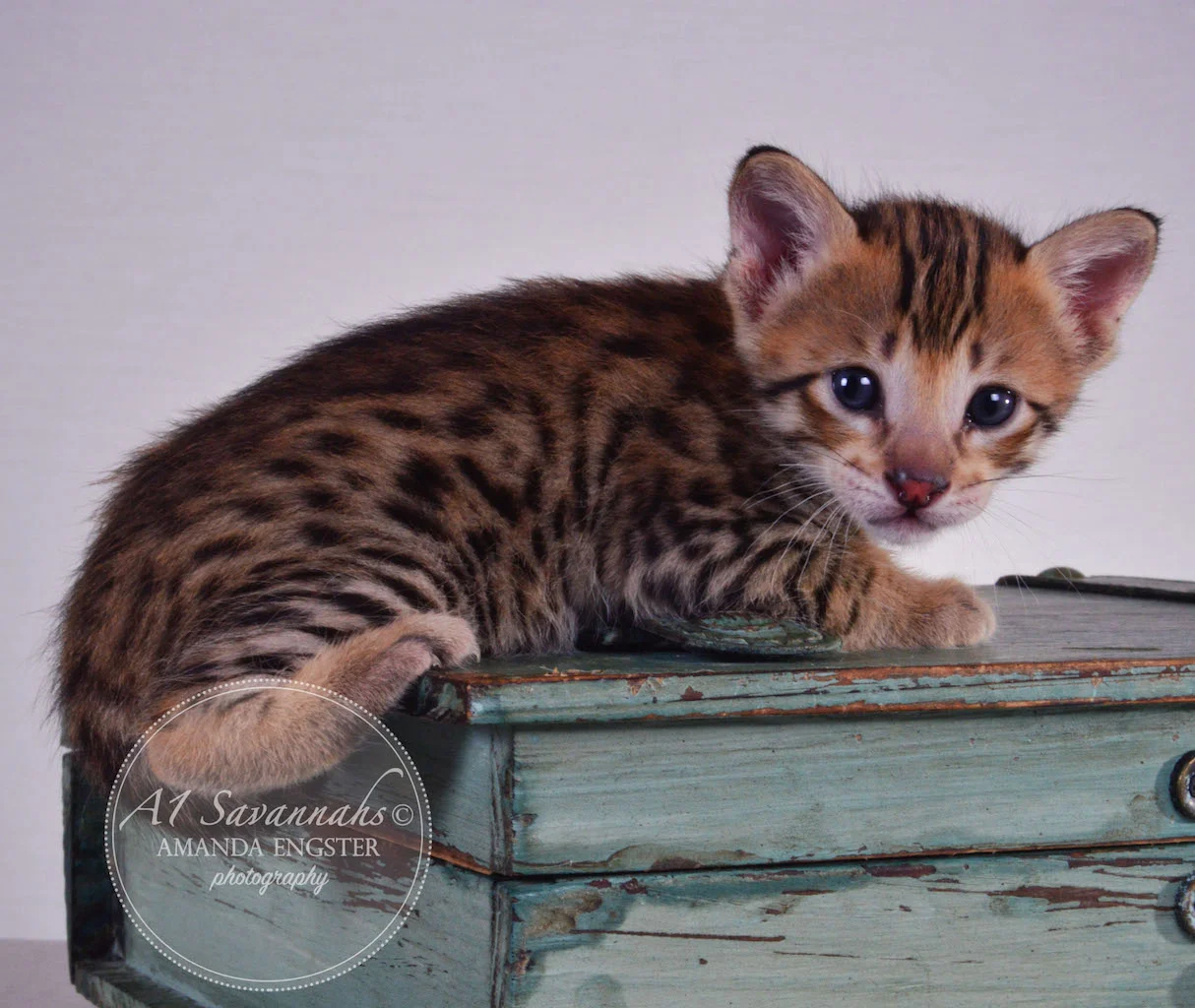 A1Savannahs Tristen F4 Male Savannah Kitten