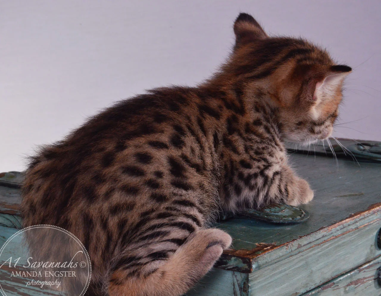 A1Savannahs Tristen F4 Male Savannah Kitten