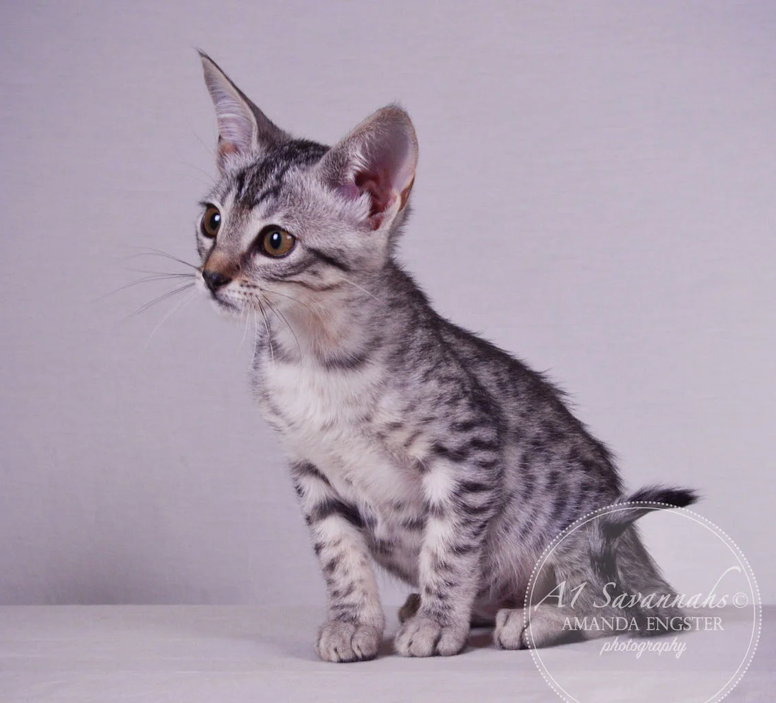 A1Savannahs Haddie SBT Female Savannah Kitten