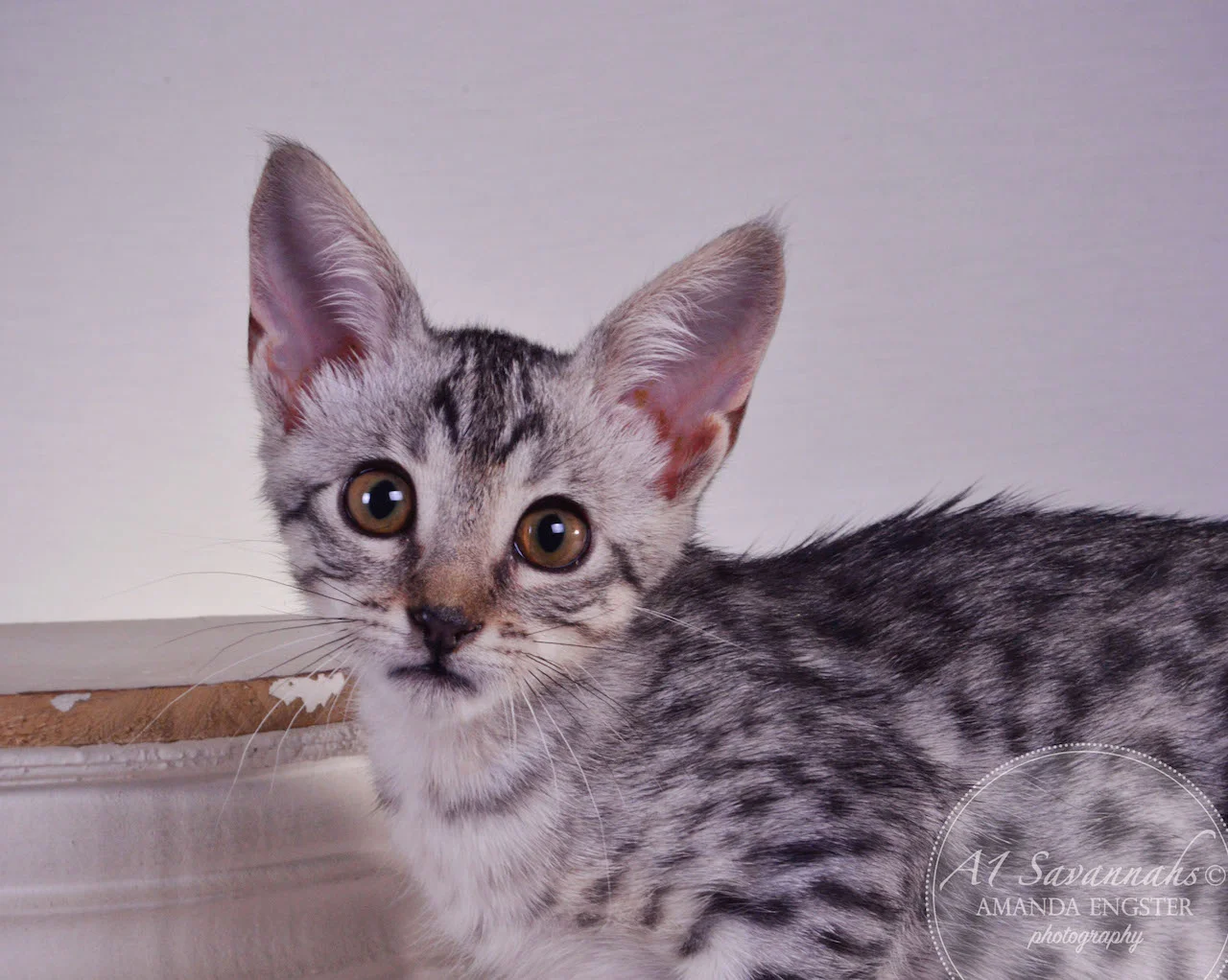 A1Savannahs Haddie SBT Female Savannah Kitten