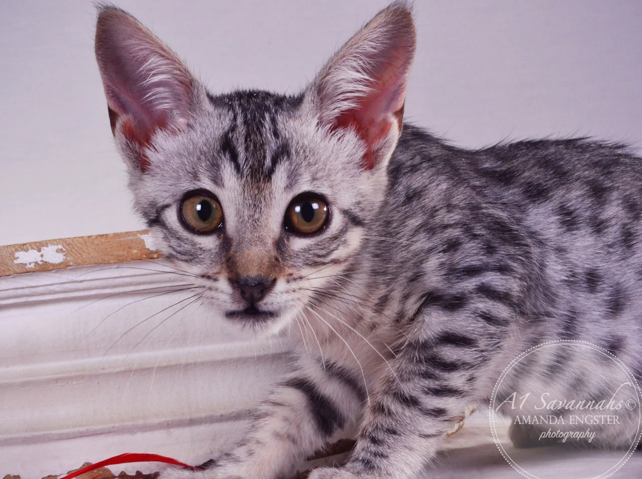 A1Savannahs Haddie SBT Female Savannah Kitten