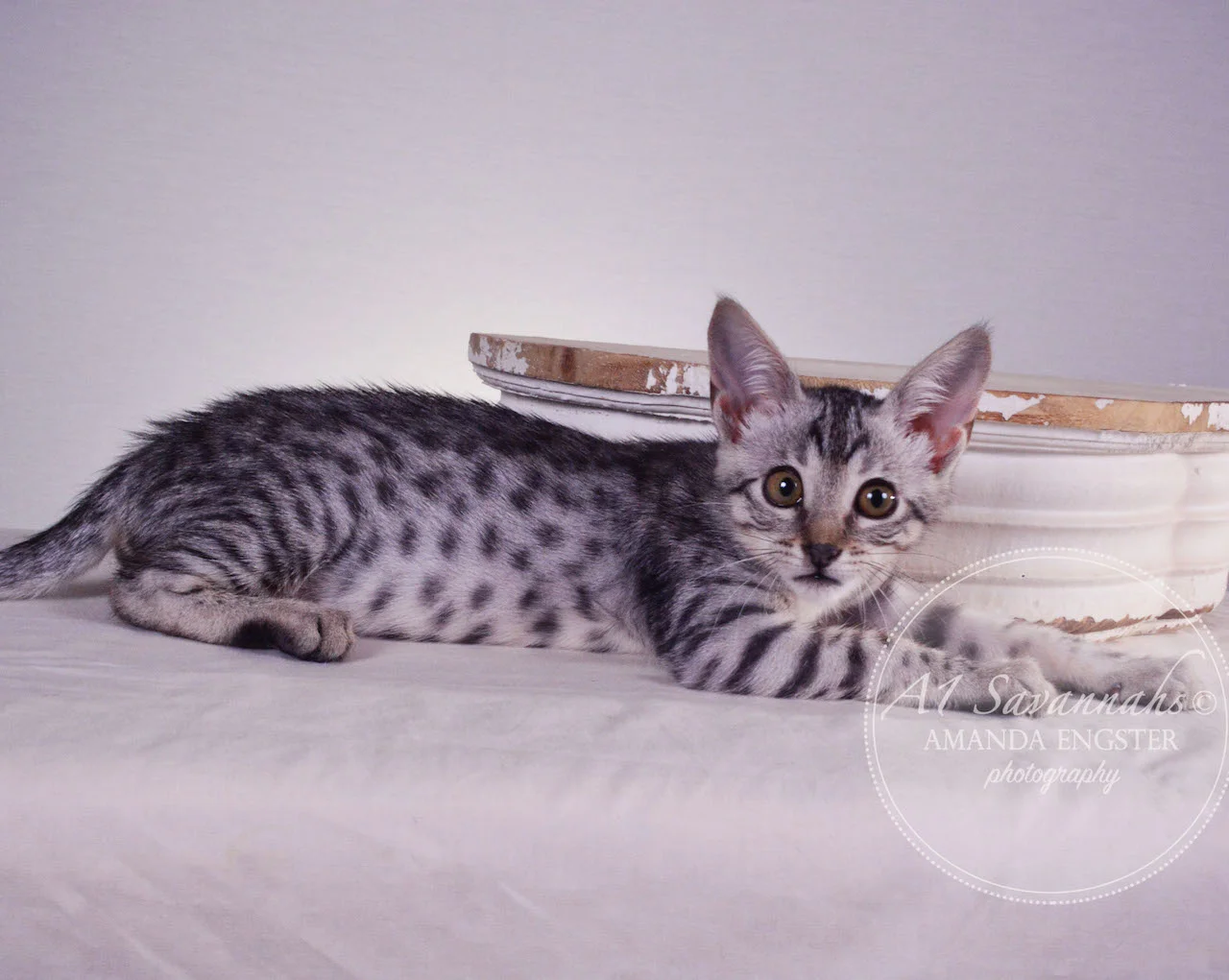 A1Savannahs Haddie SBT Female Savannah Kitten