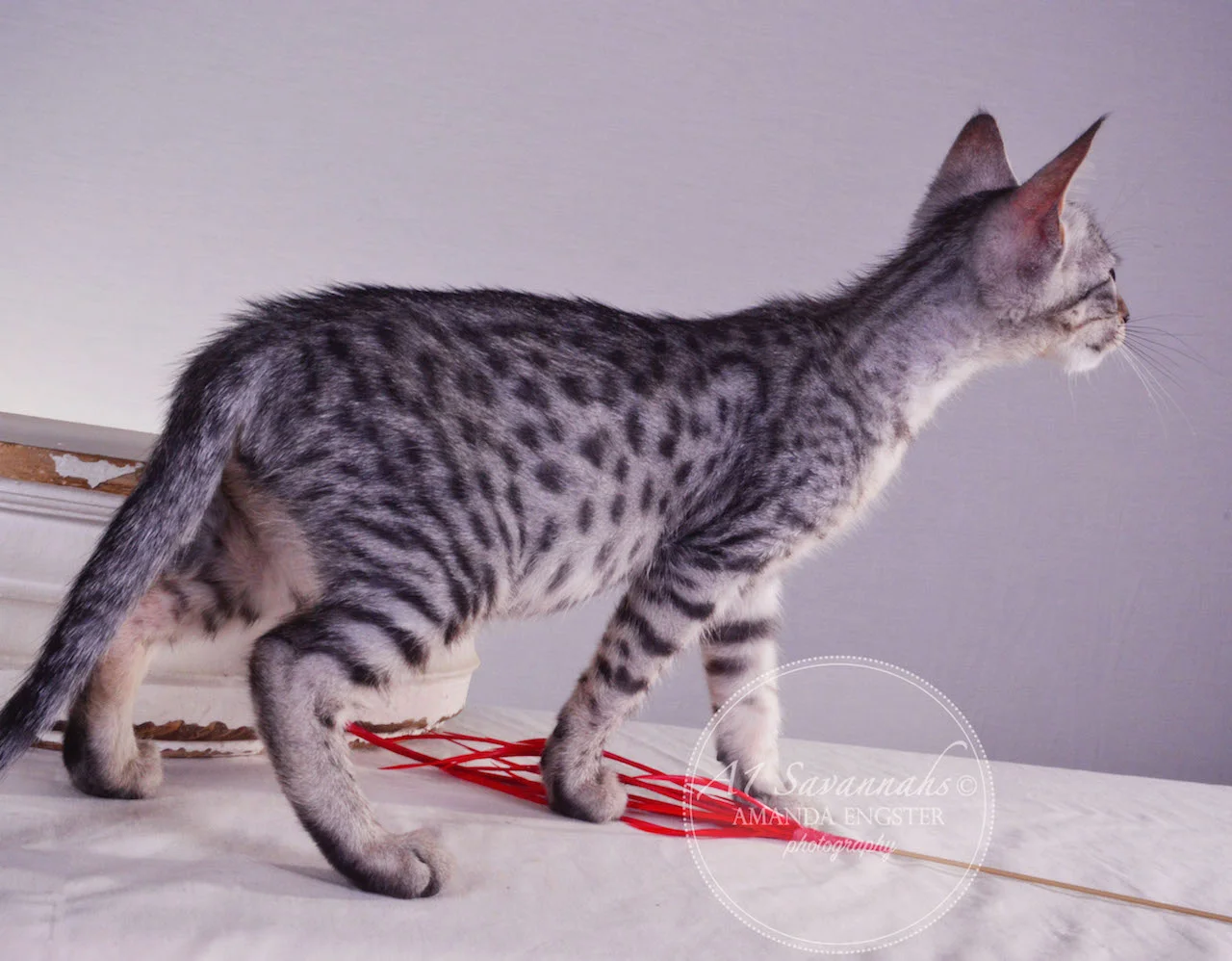 A1Savannahs Haddie SBT Female Savannah Kitten