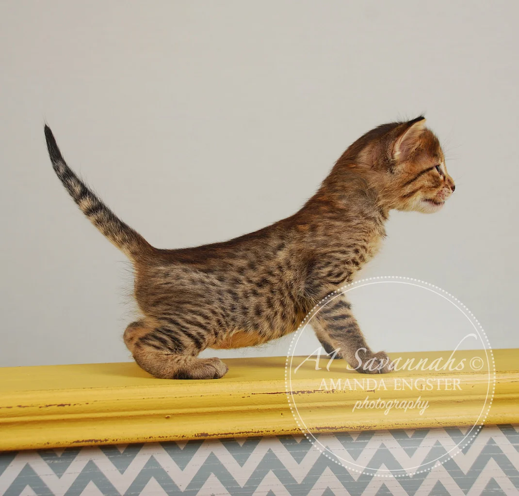 A1Savannahs Fiona F4 Female Savannah Kitten