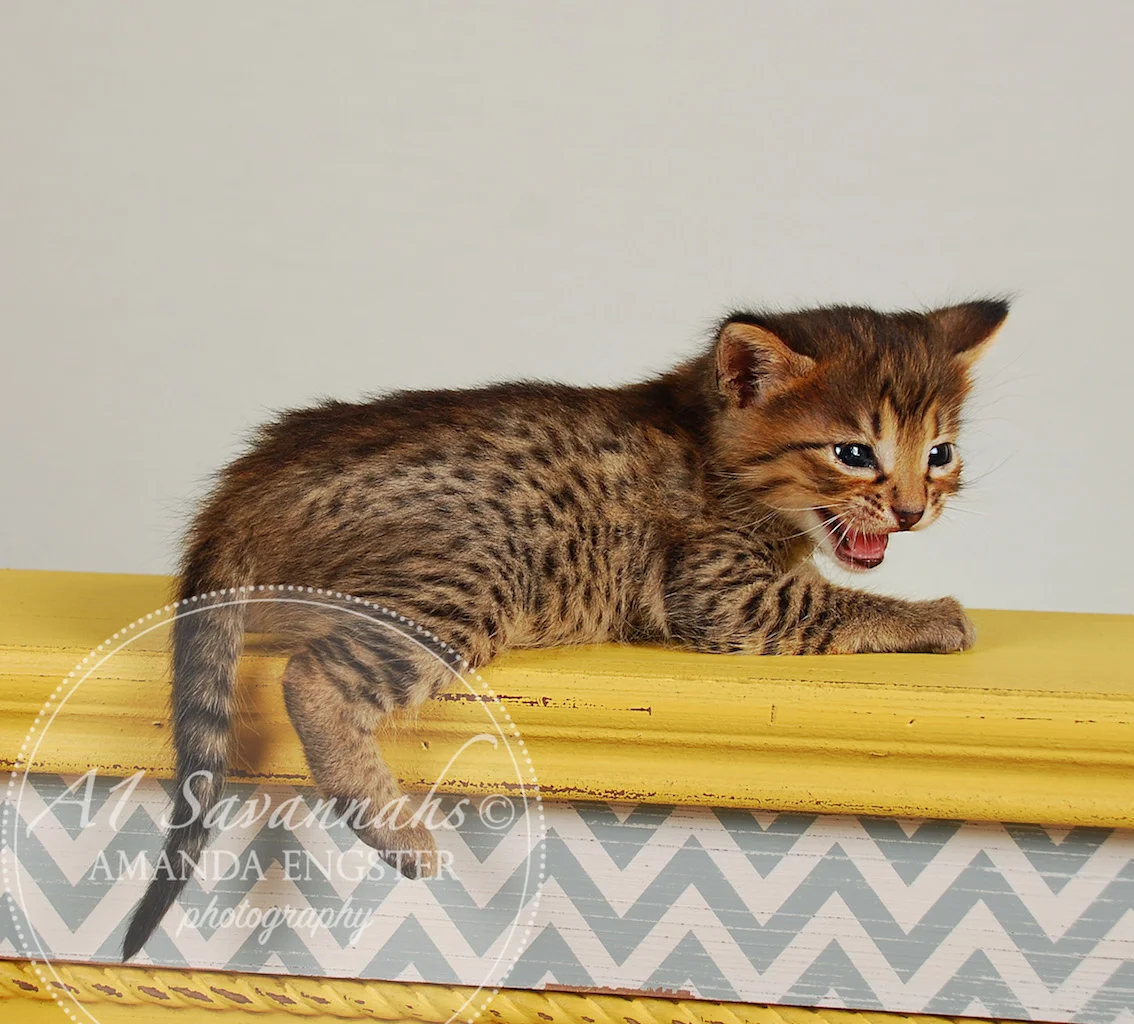 A1Savannahs Fiona F4 Female Savannah Kitten
