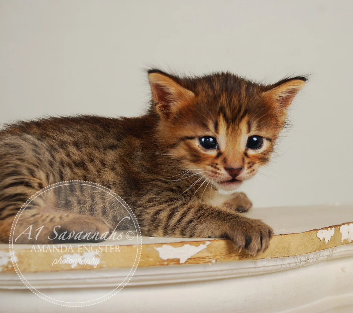A1Savannahs Fiona F4 Female Savannah Kitten