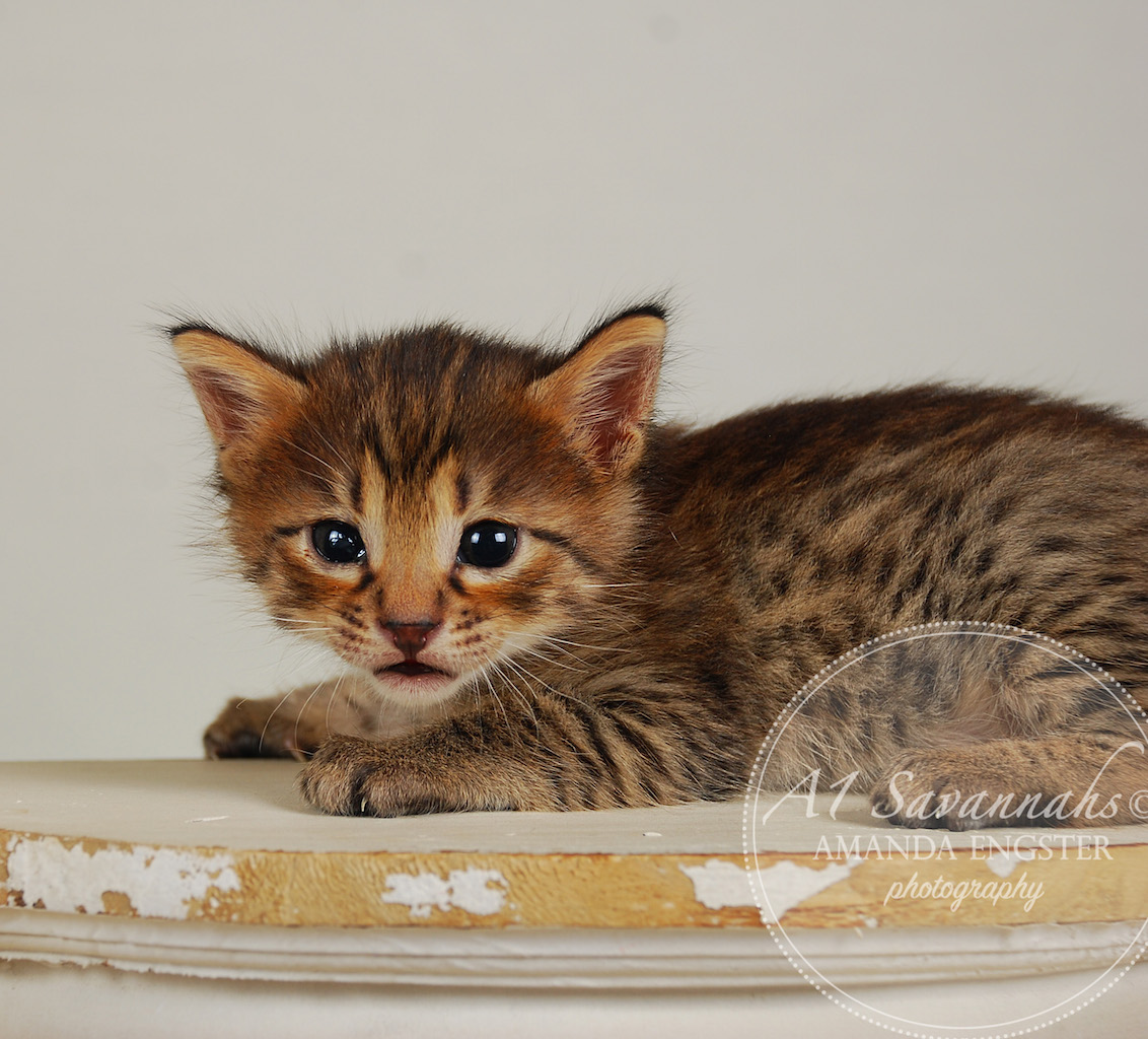 A1Savannahs Fiona F4 Female Savannah Kitten