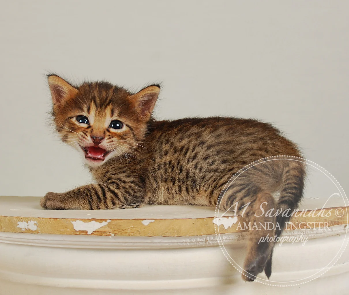 A1Savannahs Fiona F4 Female Savannah Kitten