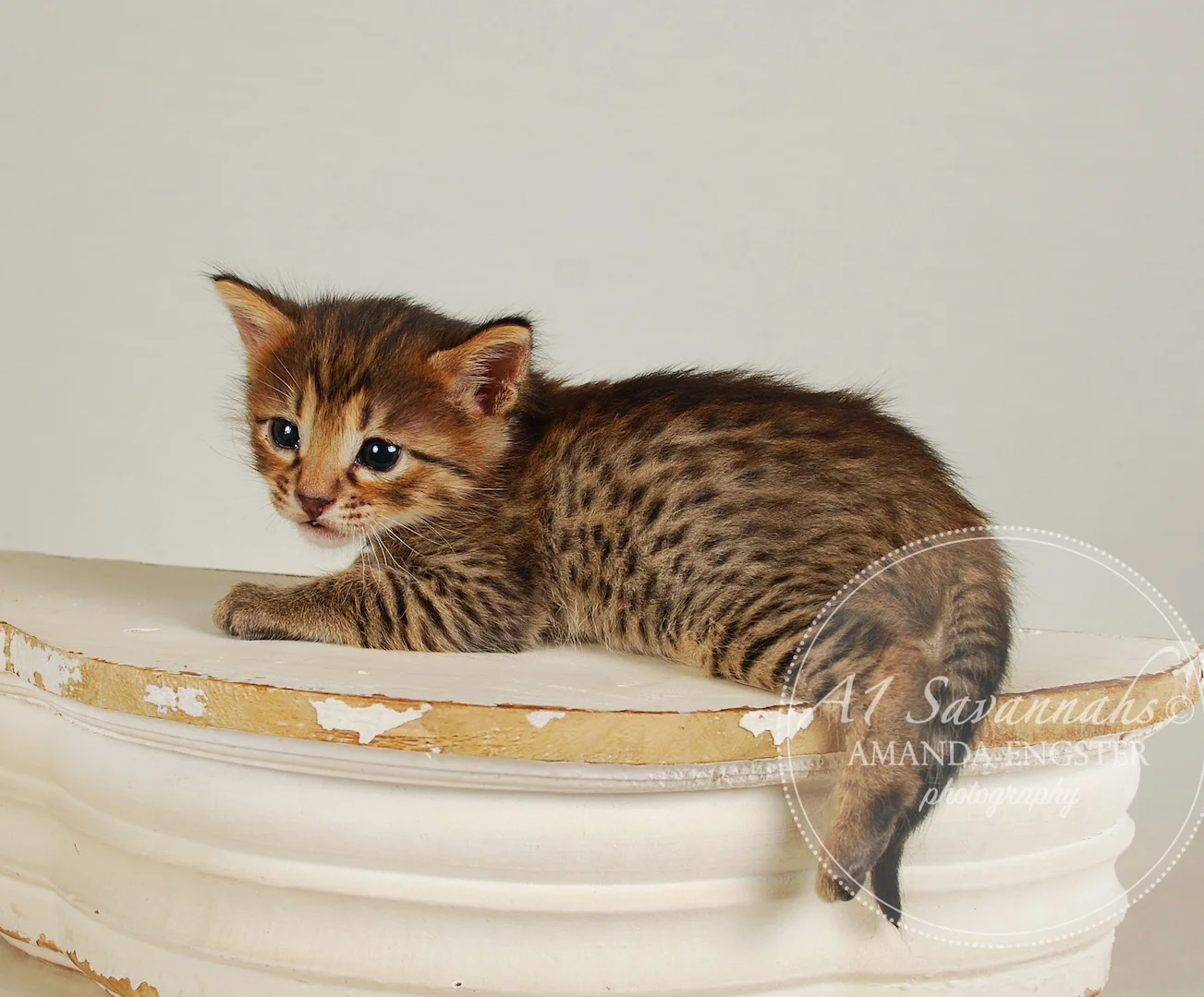 A1Savannahs Fiona F4 Female Savannah Kitten