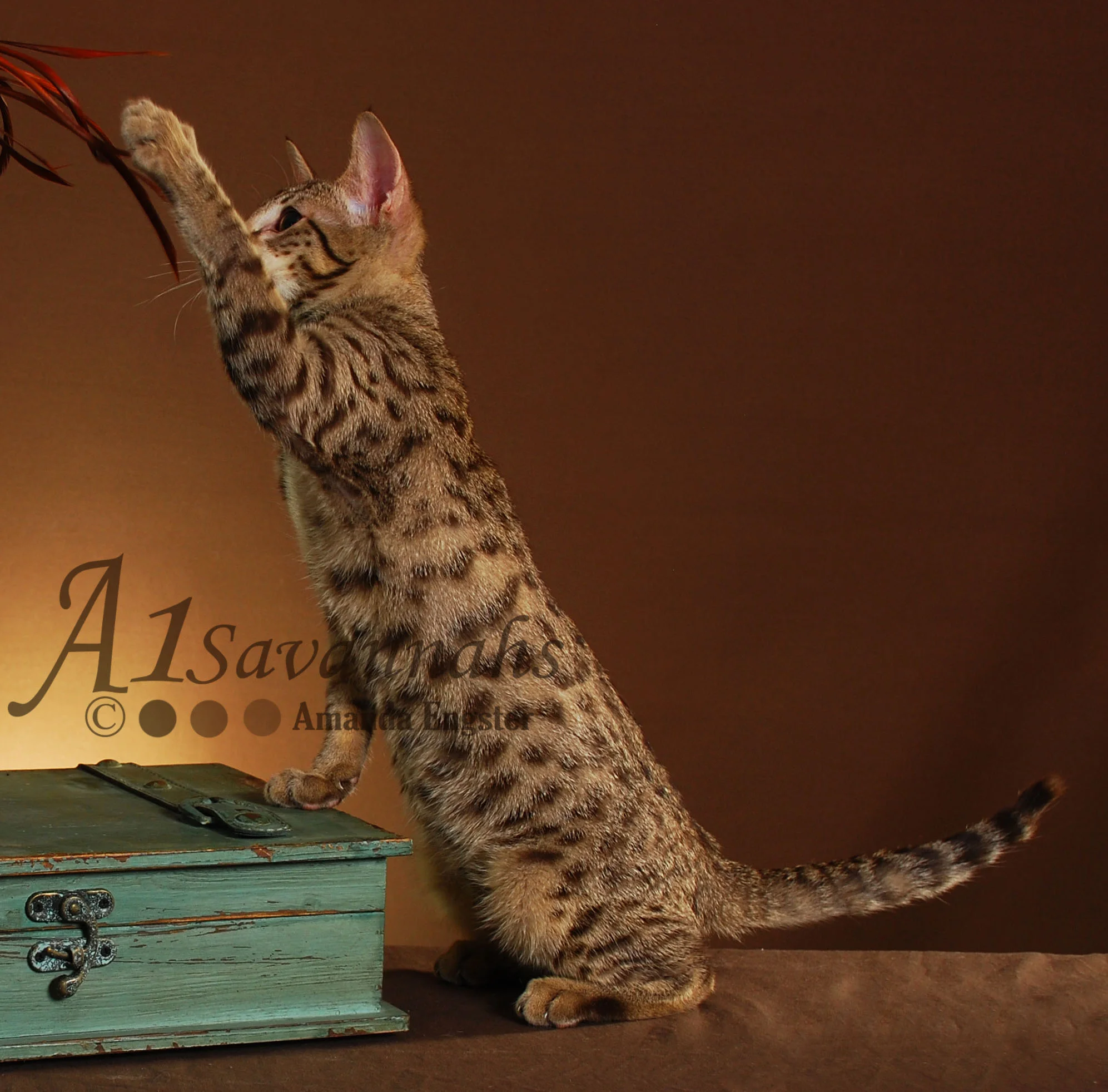 A1Savannahs Fletcher F5 Male Savannah Kitten