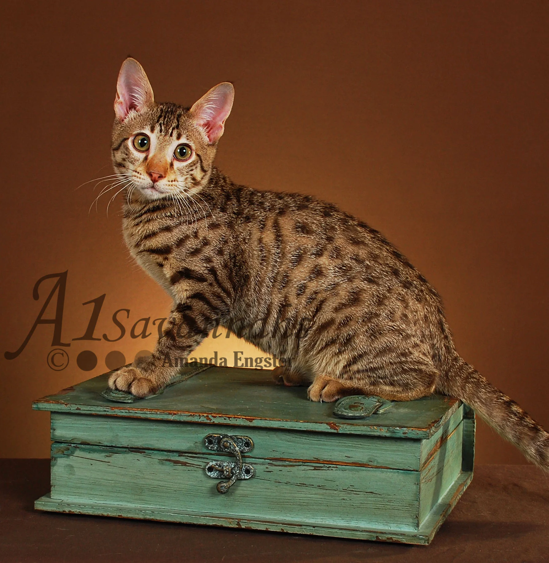 A1Savannahs Fletcher F5 Male Savannah Kitten