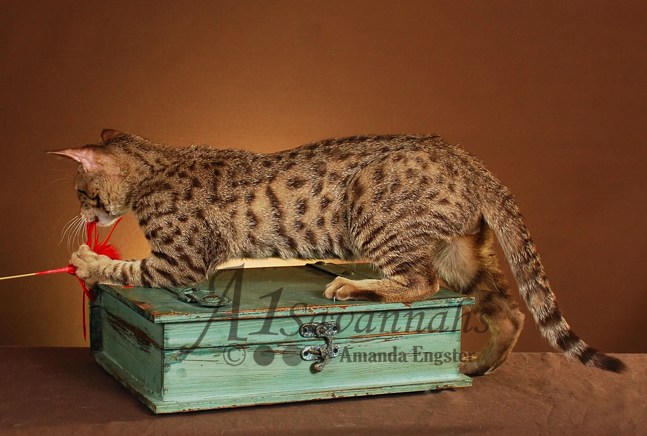 A1Savannahs Fletcher F5 Male Savannah Kitten