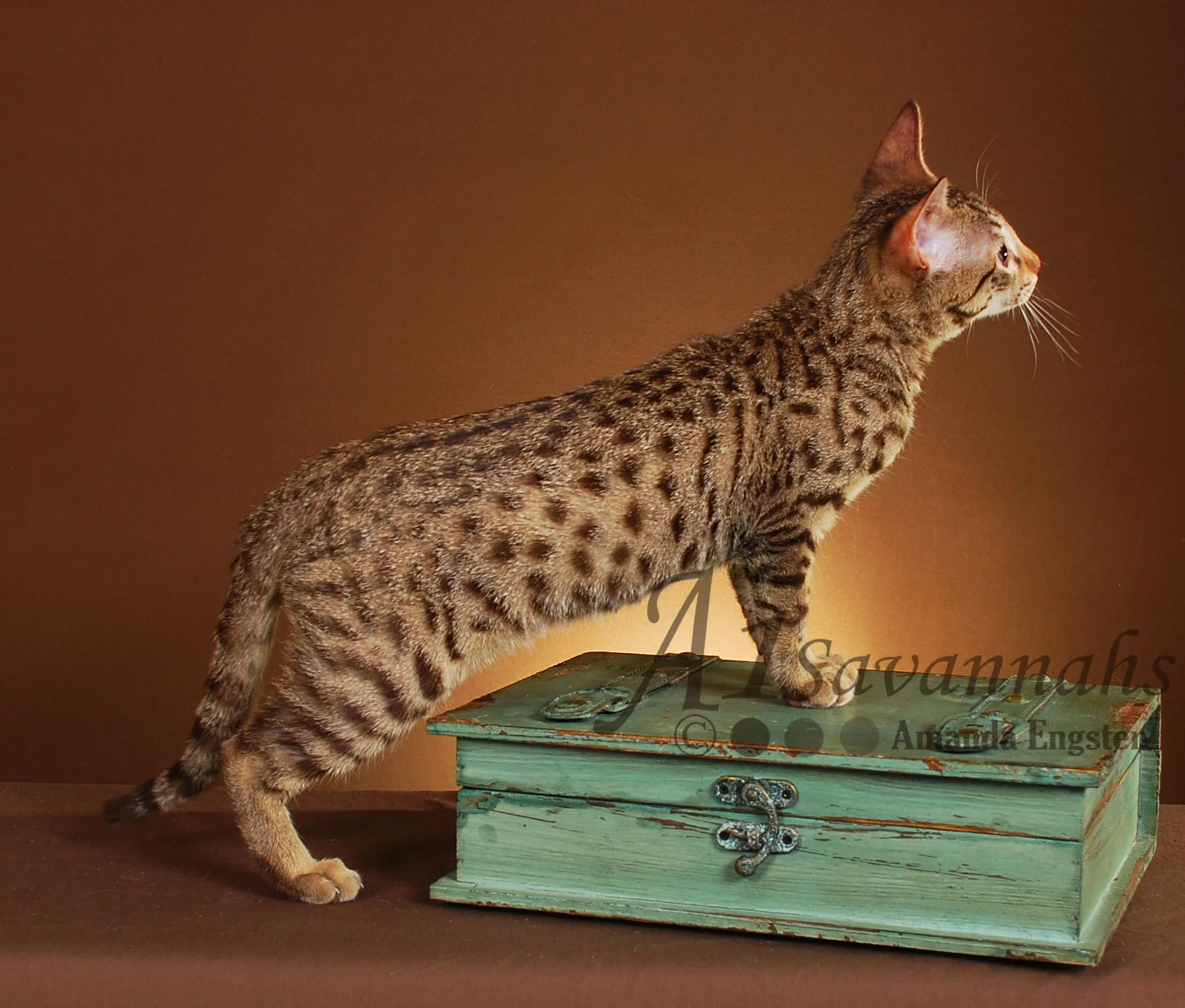 A1Savannahs Fletcher F5 Male Savannah Kitten