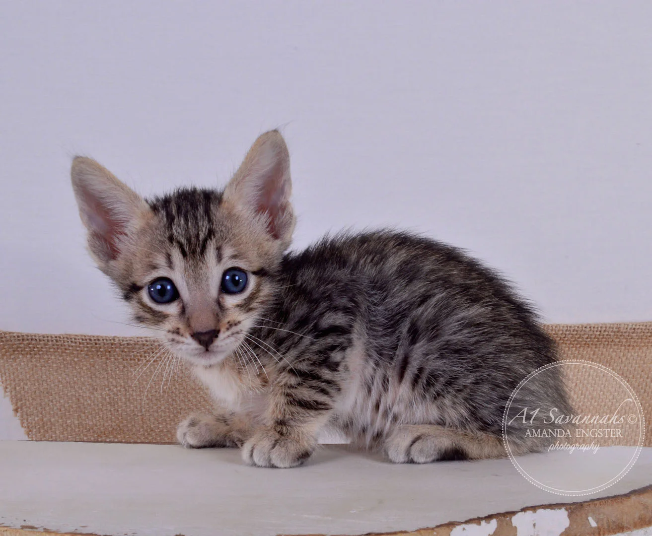 A1Savannahs Ava F5 Female Savannah Kitten