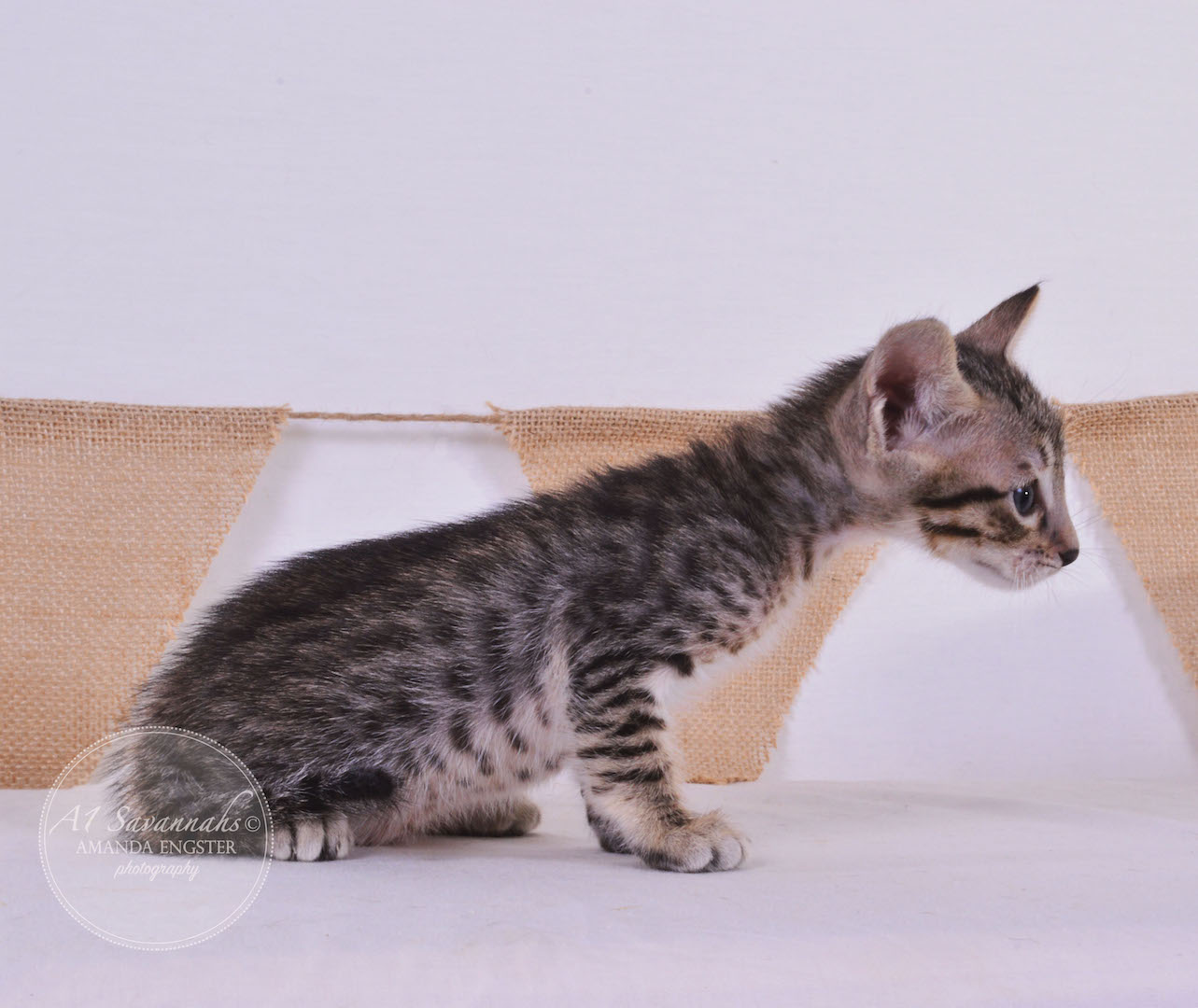 A1Savannahs Ava F5 Female Savannah Kitten