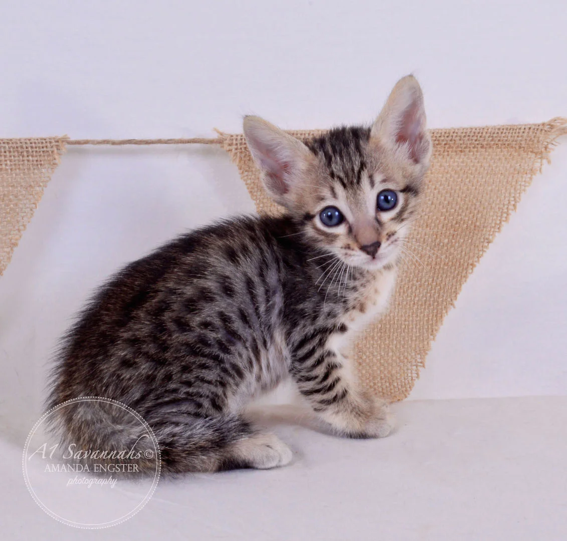 A1Savannahs Ava F5 Female Savannah Kitten