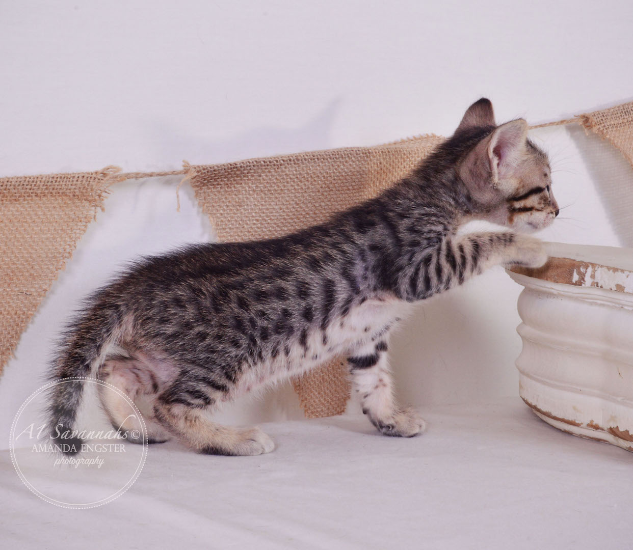 A1Savannahs Ava F5 Female Savannah Kitten