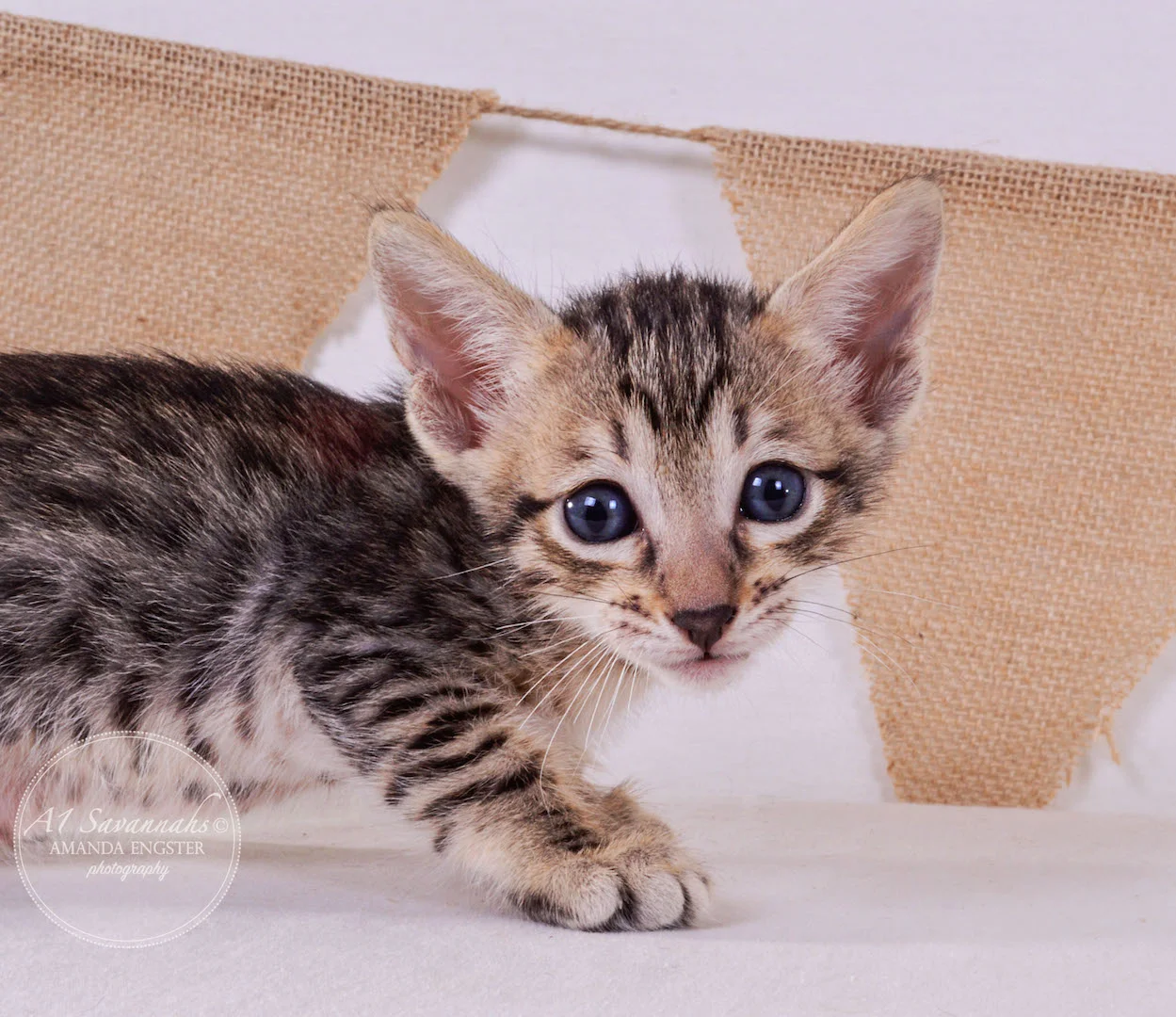 A1Savannahs Ava F5 Female Savannah Kitten