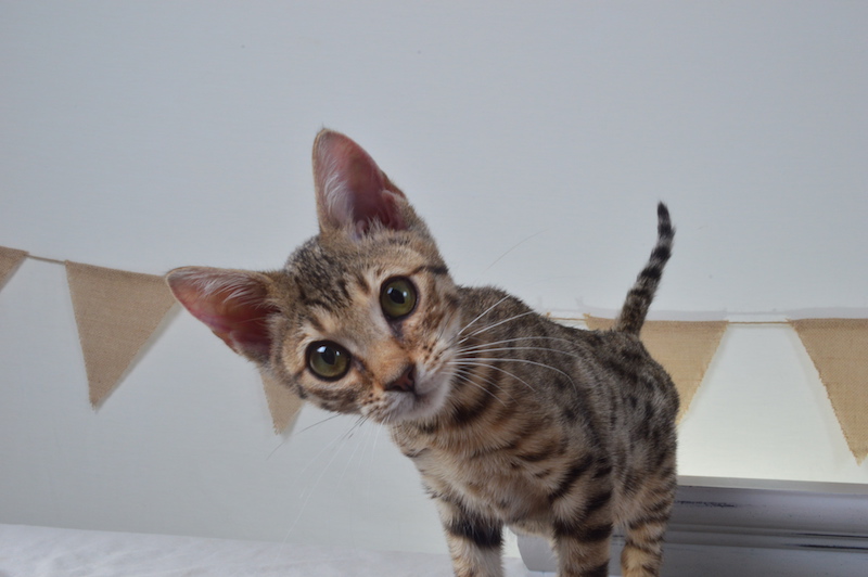 A1Savannahs Heidi F5A Female Savannah Kitten