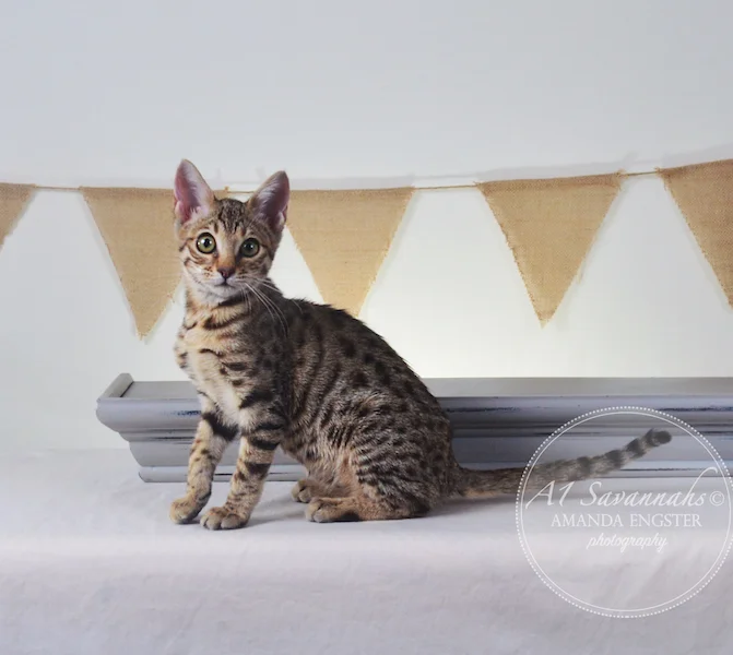 A1Savannahs Heidi F5A Female Savannah Kitten