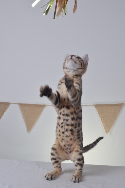 A1Savannahs Heidi F5A Female Savannah Kitten