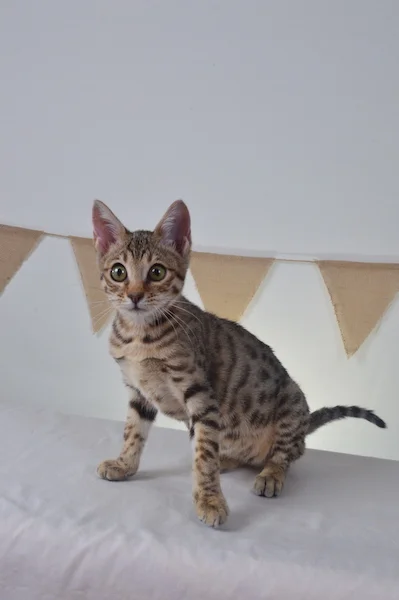 A1Savannahs Heidi F5A Female Savannah Kitten