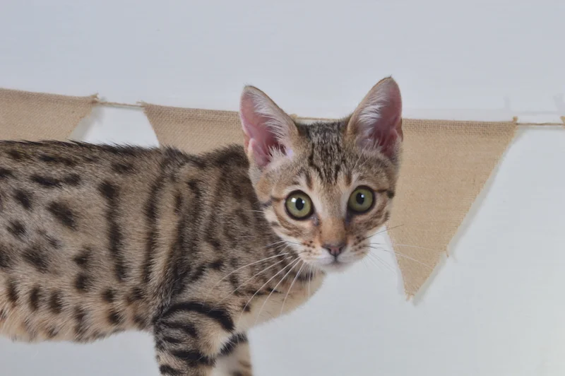 A1Savannahs Heidi F5A Female Savannah Kitten