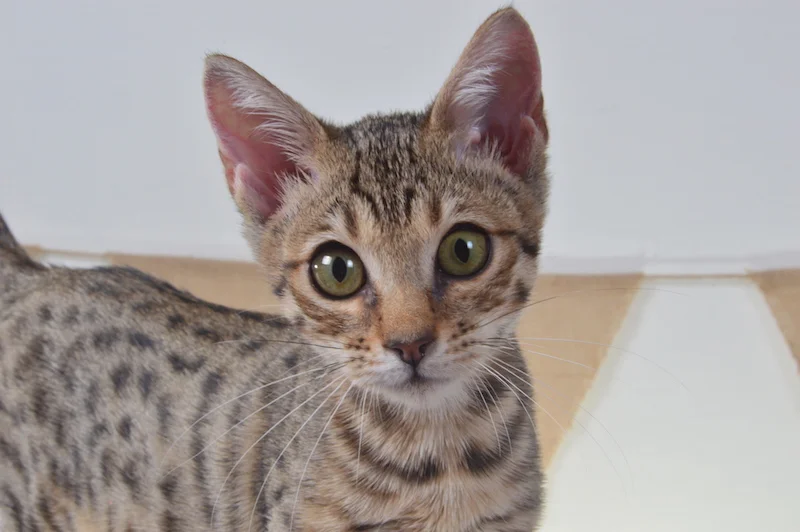 A1Savannahs Heidi F5A Female Savannah Kitten