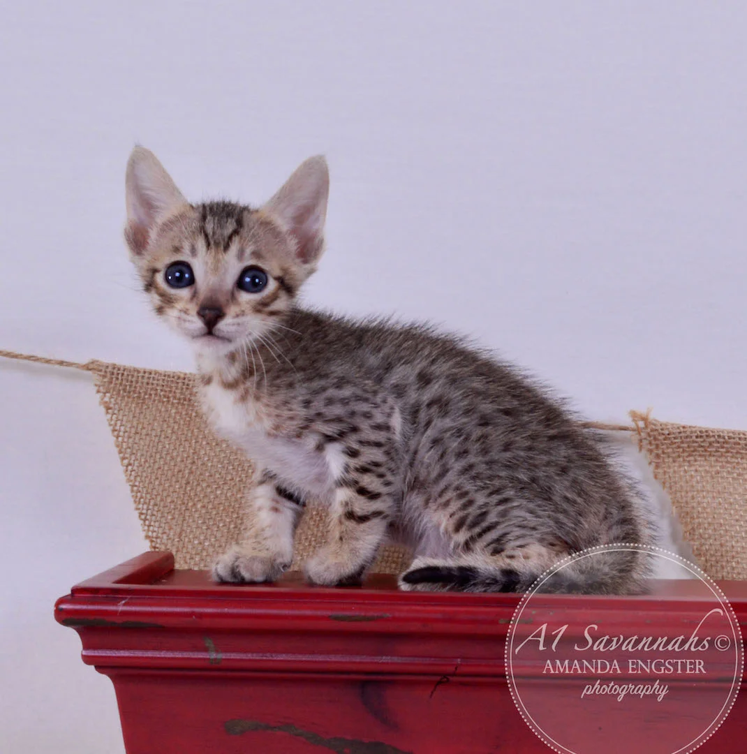A1Savannahs Amber F5 Female Savannah Kitten