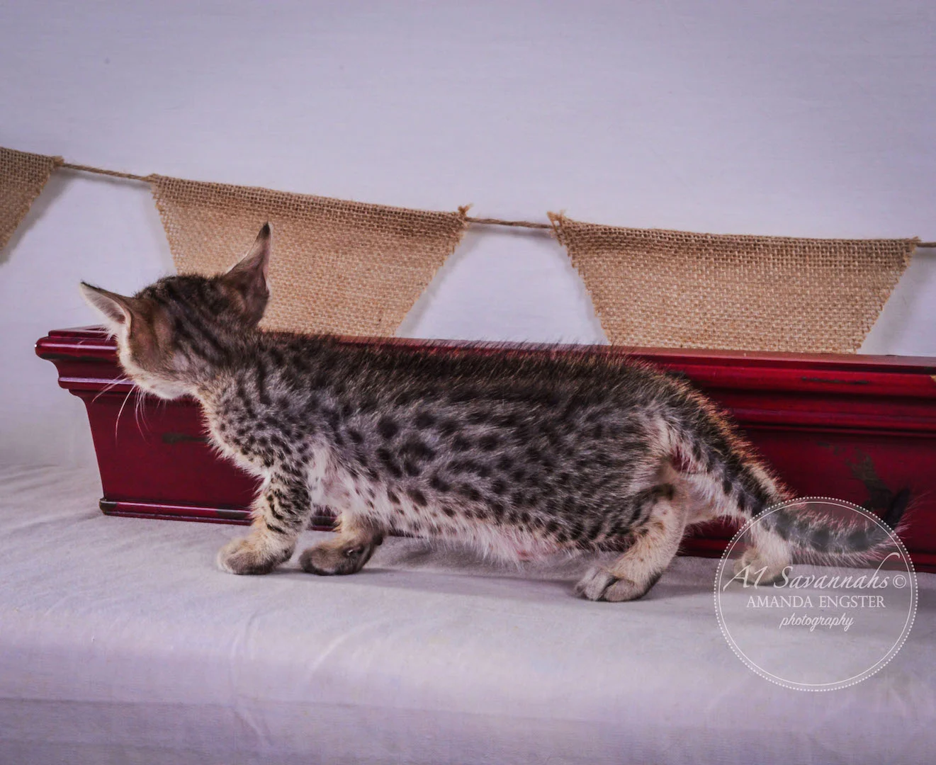 A1Savannahs Amber F5 Female Savannah Kitten