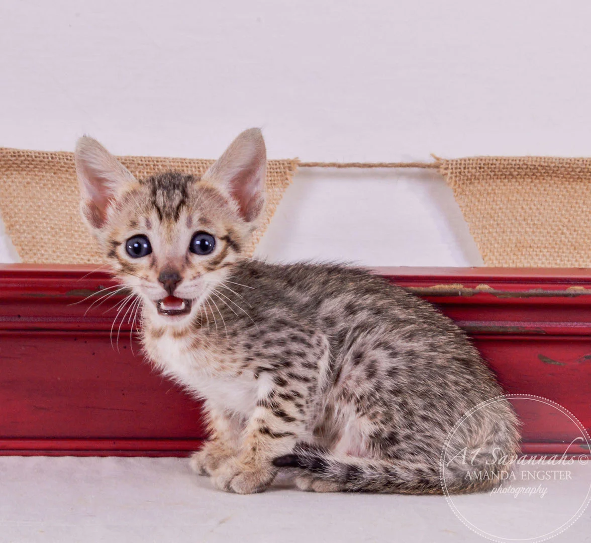 A1Savannahs Amber F5 Female Savannah Kitten