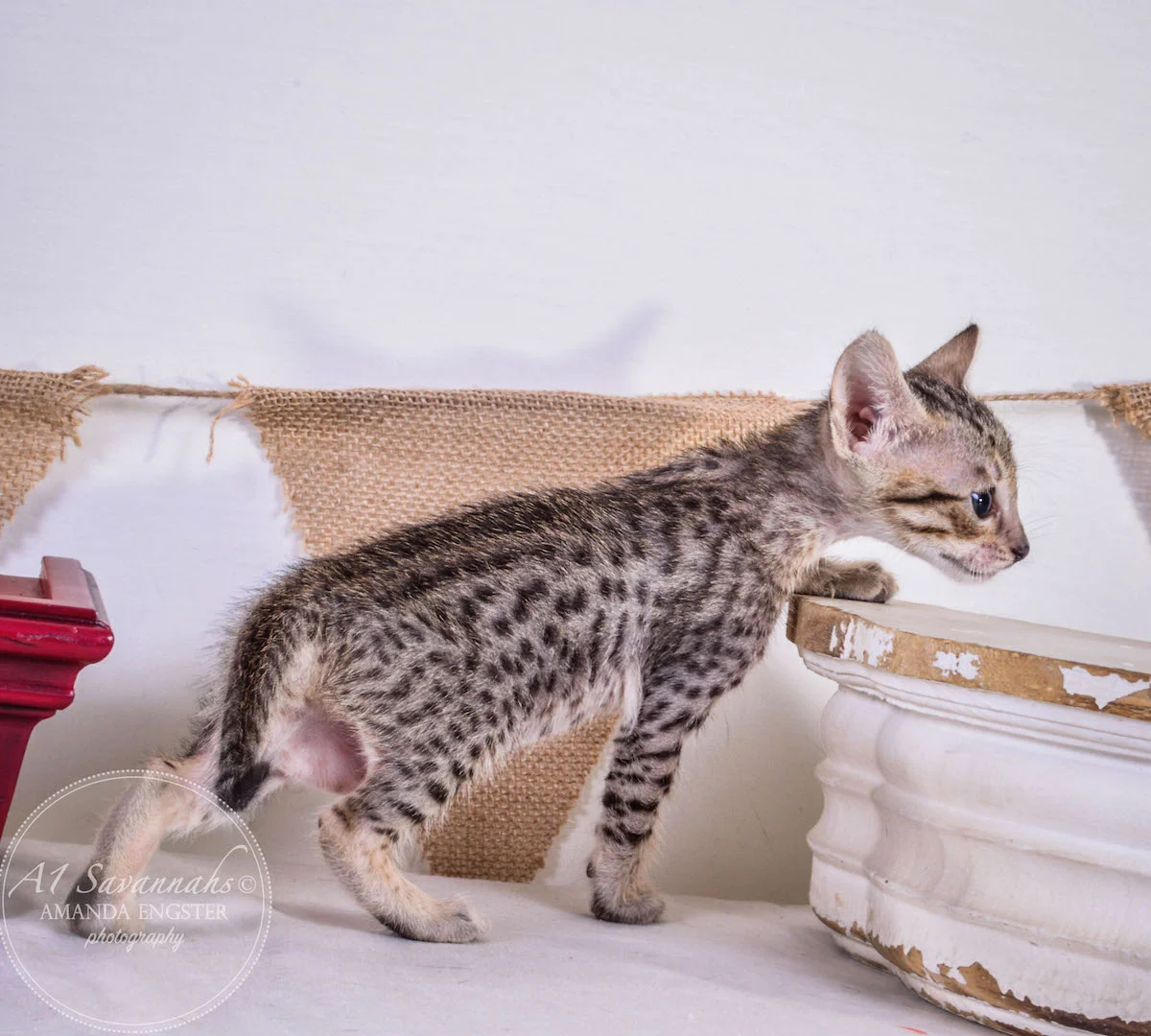 A1Savannahs Amber F5 Female Savannah Kitten