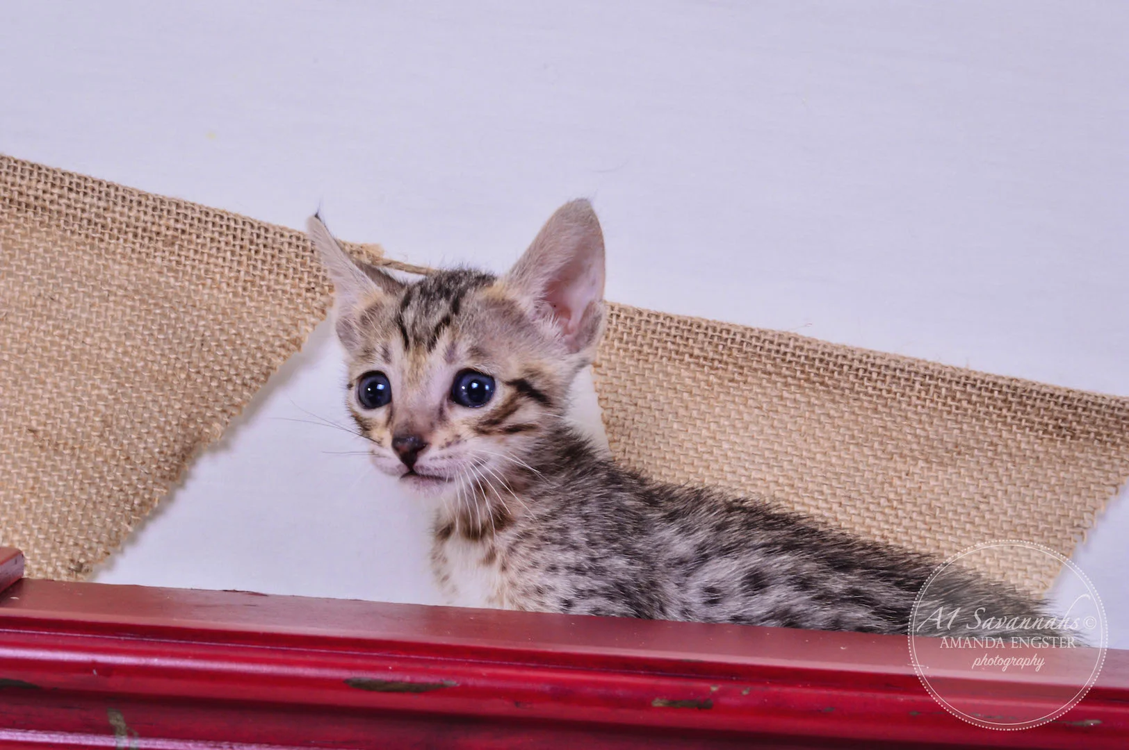 A1Savannahs Amber F5 Female Savannah Kitten