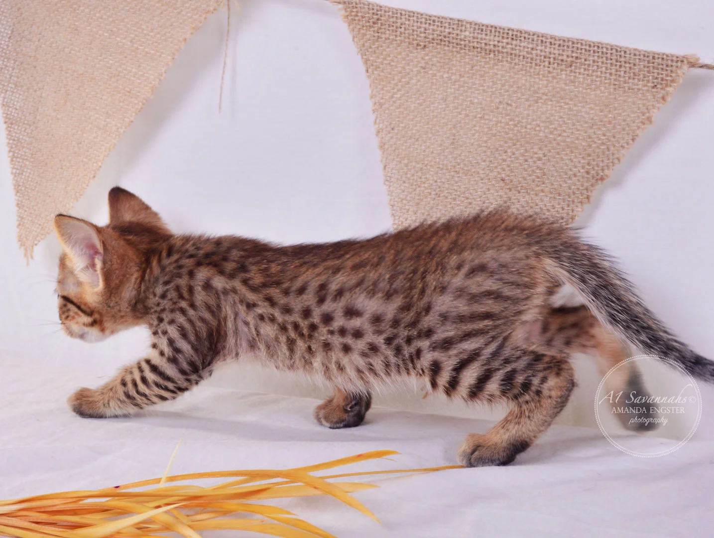 A1Savannahs Faye F4 Female Savannah Kitten