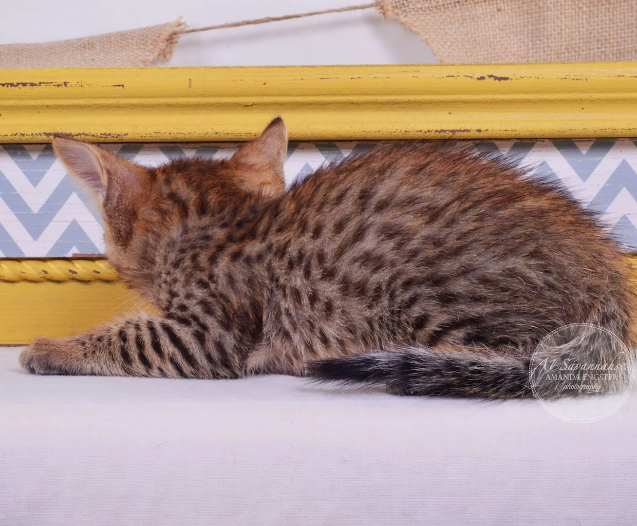 A1Savannahs Faye F4 Female Savannah Kitten