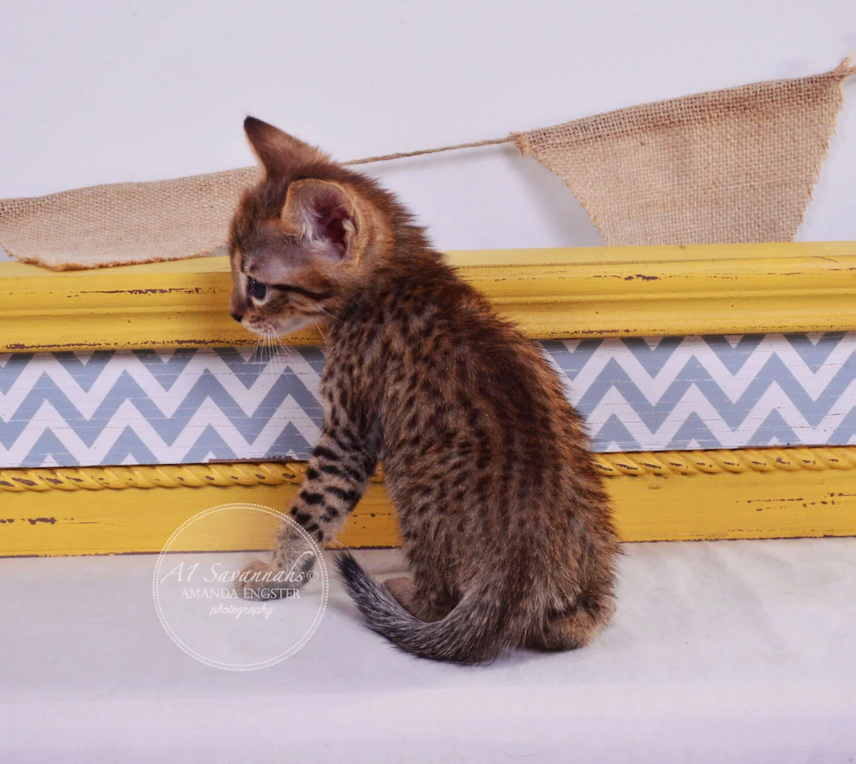 A1Savannahs Faye F4 Female Savannah Kitten