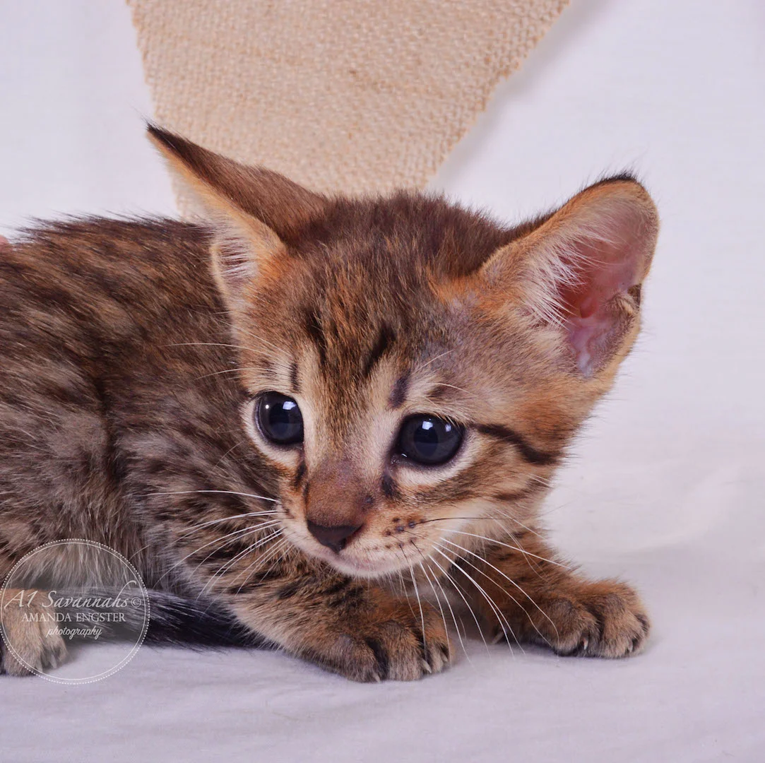 A1Savannahs Faye F4 Female Savannah Kitten