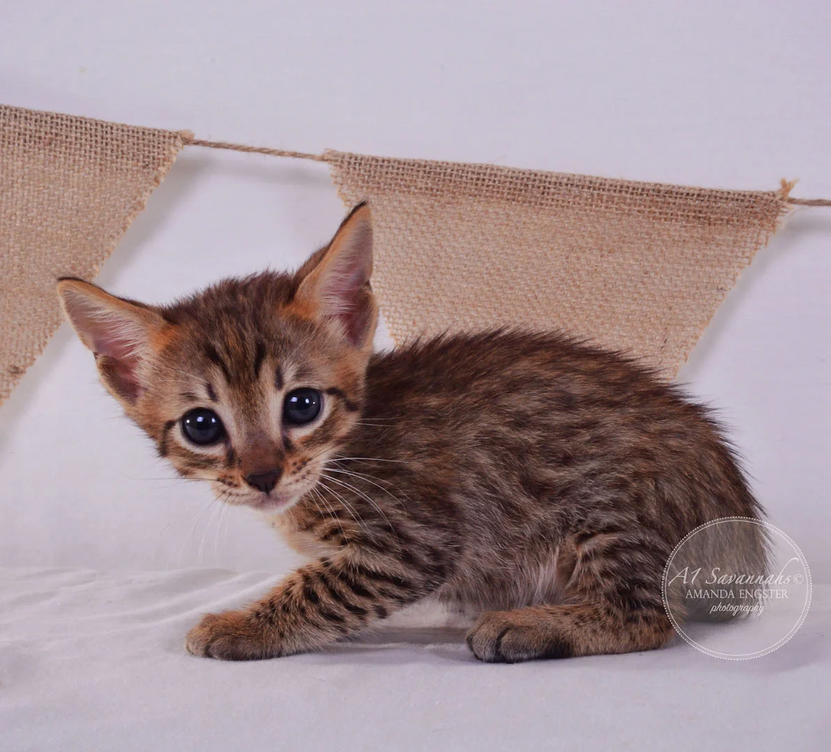 A1Savannahs Faye F4 Female Savannah Kitten