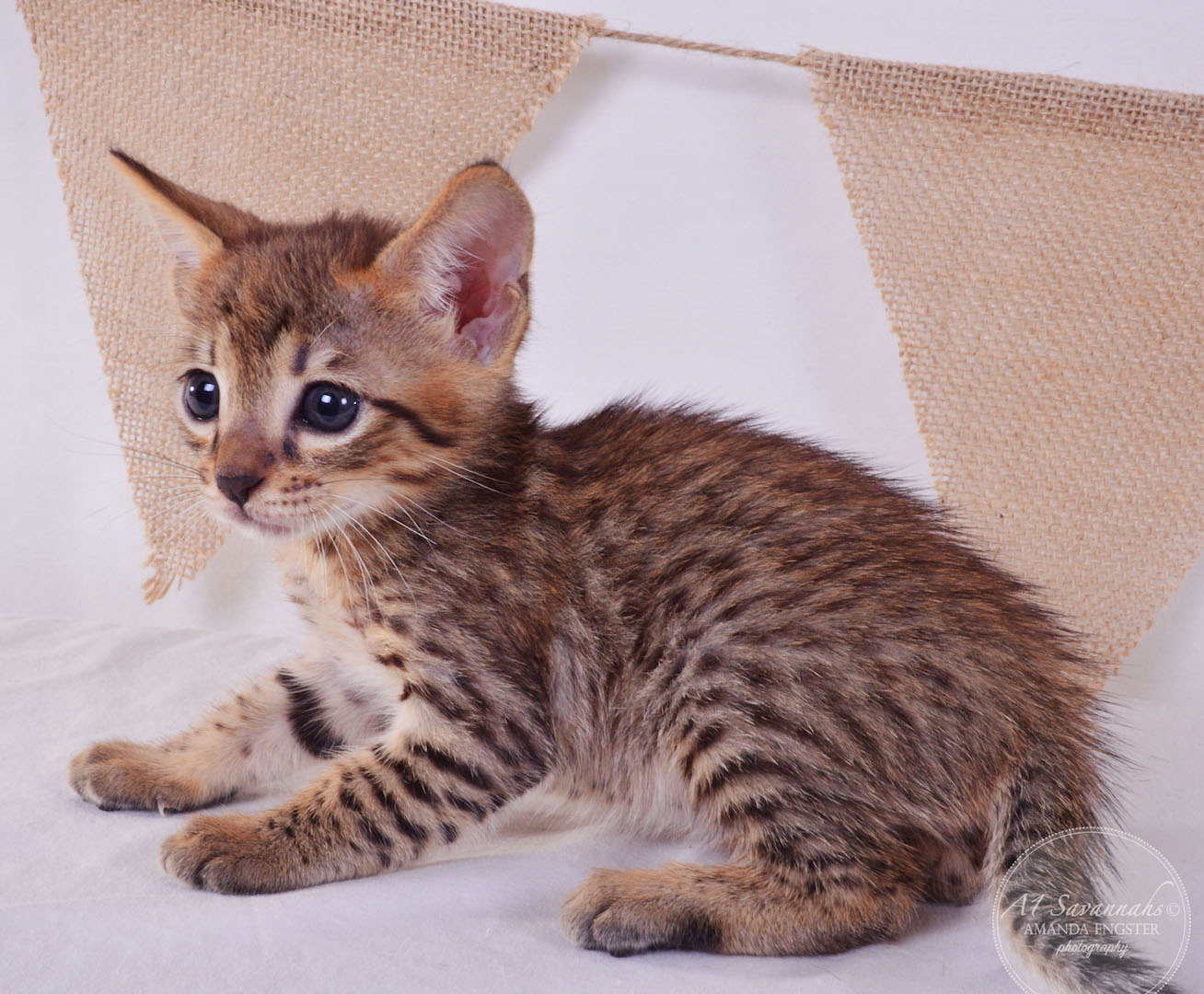 A1Savannahs Faye F4 Female Savannah Kitten