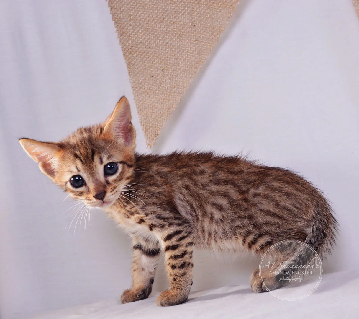 A1Savannahs Faye F4 Female Savannah Kitten