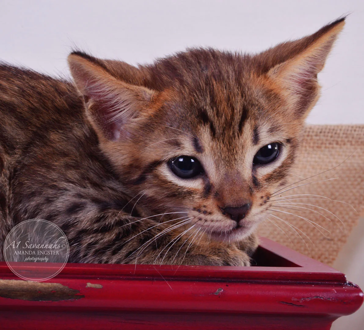 A1Savannahs Faye F4 Female Savannah Kitten